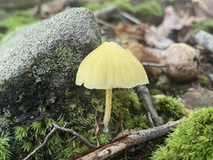 Entoloma quadratum