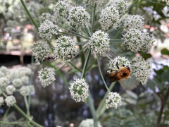 Bombus pascuorum