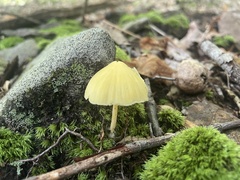 Entoloma quadratum