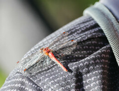 Sympetrum pallipes