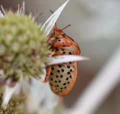 Graphosoma semipunctatum