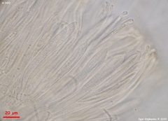 Coccomyces coronatus