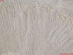 Coccomyces coronatus