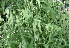 Chasmanthium latifolium