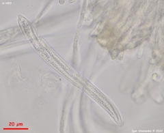 Coccomyces coronatus