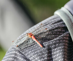 Sympetrum pallipes