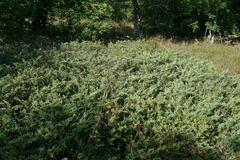 Juniperus sabina