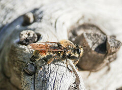 Laphria