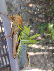Tropidacris cristata
