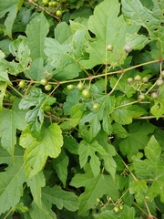 Ampelopsis glandulosa