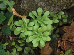 Sedum formosanum