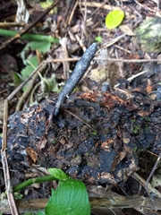 Xylaria grammica