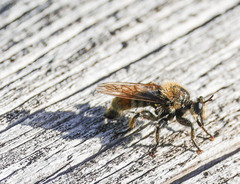 Laphria
