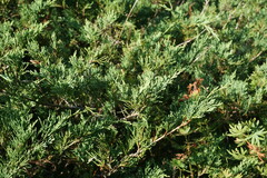 Juniperus sabina