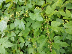 Ampelopsis glandulosa