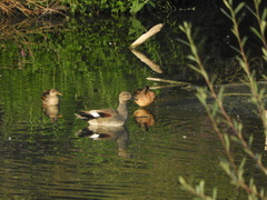 Mareca strepera strepera