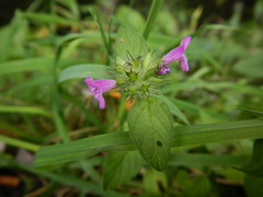 Clinopodium vulgare