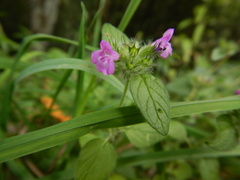 Clinopodium vulgare