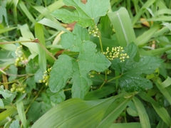 Ampelopsis glandulosa