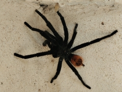 Tliltocatl epicureanus