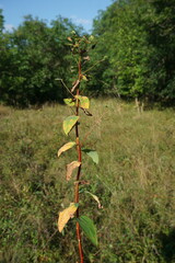 Euphorbia tauricola
