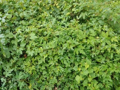 Ampelopsis glandulosa