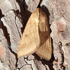 Helicoverpa armigera