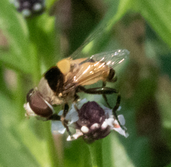 Palpada pusilla