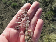 Bubo virginianus magellanicus