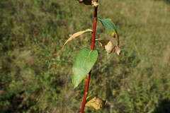 Euphorbia tauricola