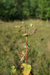 Euphorbia tauricola