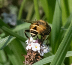Palpada pusilla