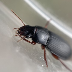Harpalus rubripes