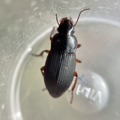 Harpalus rubripes
