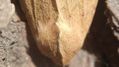 Helicoverpa armigera