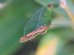 Limnephilus