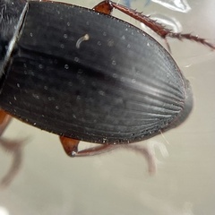 Harpalus rubripes