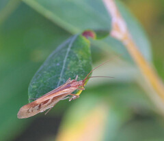 Limnephilus