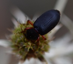 Harpalus rufipes
