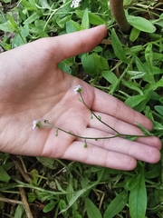Myosotis scorpioides
