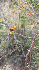 Rosa canina