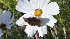 Erynnis tristis