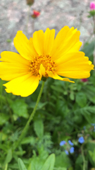 Coreopsis lanceolata