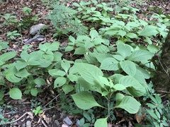 Comanthosphace formosana