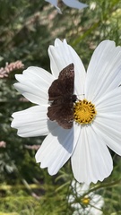 Erynnis tristis
