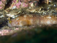 Yarrell's Blenny photo 3