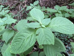 Comanthosphace formosana