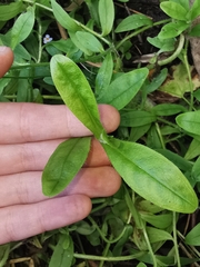 Myosotis scorpioides