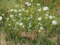 Apiaceae