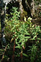 Euphorbia tauricola